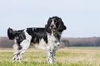 English Springer Spaniel