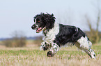 rennender English Springer Spaniel