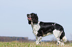 English Springer Spaniel