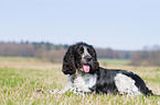 liegender English Springer Spaniel