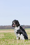 sitzender English Springer Spaniel