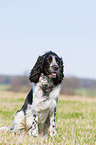 sitzender English Springer Spaniel