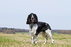 English Springer Spaniel