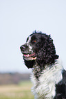 English Springer Spaniel Portrait