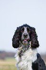 English Springer Spaniel Portrait