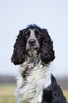 English Springer Spaniel Portrait