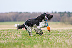 spielender English Springer Spaniel