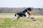 spielender English Springer Spaniel