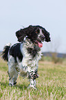 rennender English Springer Spaniel