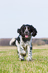 rennender English Springer Spaniel