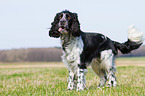 English Springer Spaniel