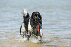 spielender English Springer Spaniel