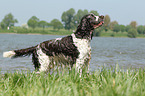 English Springer Spaniel