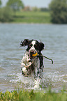 English Springer Spaniel