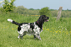 English Springer Spaniel