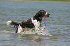 spielender English Springer Spaniel