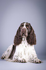 liegender English Springer Spaniel
