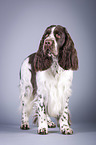 stehender English Springer Spaniel