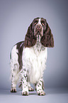 stehender English Springer Spaniel