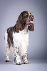 stehender English Springer Spaniel