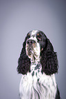 English Springer Spaniel Portrait