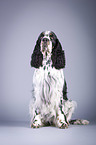 sitzender English Springer Spaniel