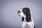 English Springer Spaniel Portrait