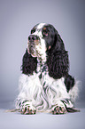 liegender English Springer Spaniel