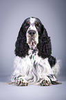 liegender English Springer Spaniel