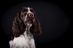 English Springer Spaniel Portrait