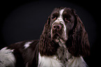 English Springer Spaniel Portrait