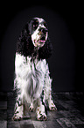 stehender English Springer Spaniel