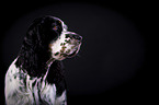 English Springer Spaniel Portrait