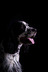 English Springer Spaniel Portrait