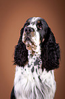 English Springer Spaniel Portrait