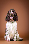 sitzender English Springer Spaniel