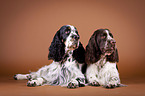 Zwei English Springer Spaniels