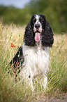 sitzender English Springer Spaniel