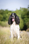 sitzender English Springer Spaniel