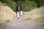 rennender English Springer Spaniel