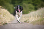 rennender English Springer Spaniel