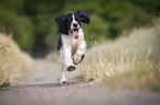 rennender English Springer Spaniel