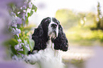 English Springer Spaniel im Flieder