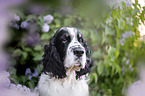 English Springer Spaniel im Flieder