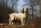 stehender English Springer Spaniel