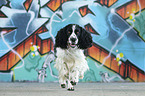 rennender English Springer Spaniel