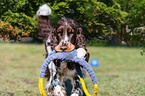 English Springer Spaniel im Sommer