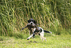 English Springer Spaniel Hndin