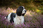 English Springer Spaniel