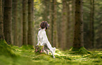 English Springer Spaniel